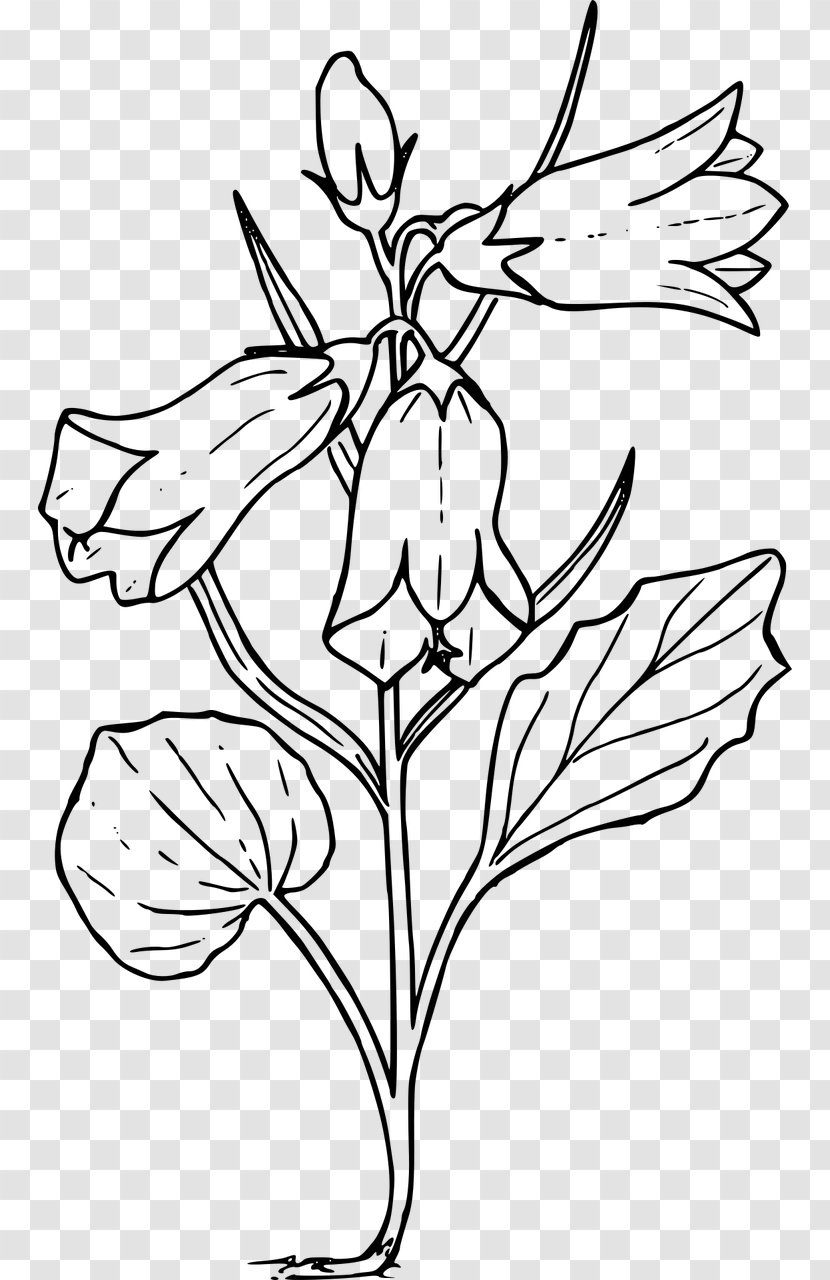 Harebell Drawing Wildflower Clip Art - Floral Design - Flower Transparent PNG