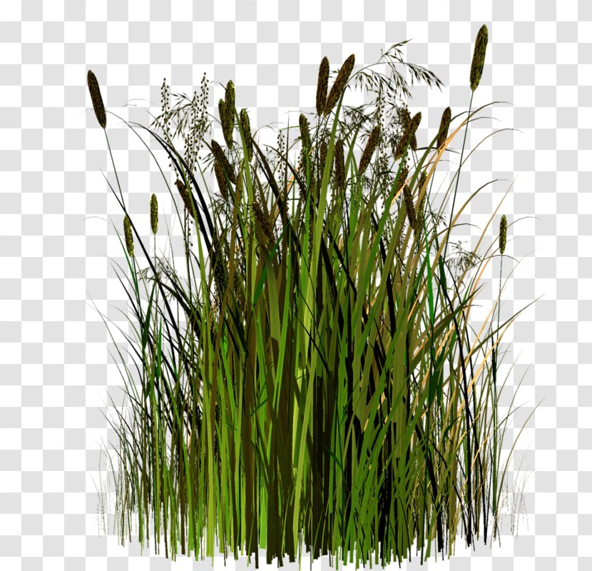 Sweet Grass Vetiver Google Images Herbaceous Plant - Sponsor Transparent PNG