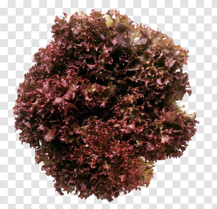 Red Cabbage Food Transparent PNG