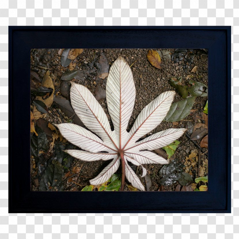 Dispensary Medical Cannabis 2017 MINI Cooper Vaporizer - Fallen Leaf Transparent PNG