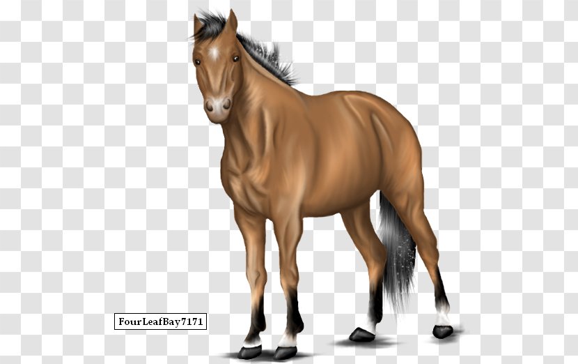 Mustang Foal Stallion Mare Colt - Mane Transparent PNG