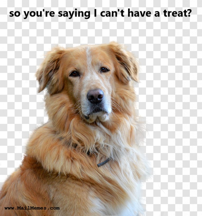 Cat Golden Retriever Pet Dog Food Biscuit - Breed Transparent PNG