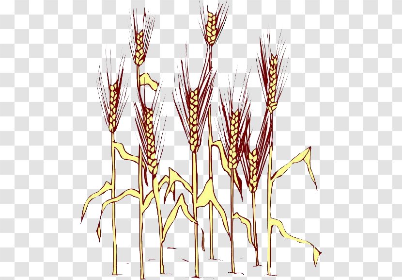 Grasses Euclidean Vector - Commodity - Rice Transparent PNG
