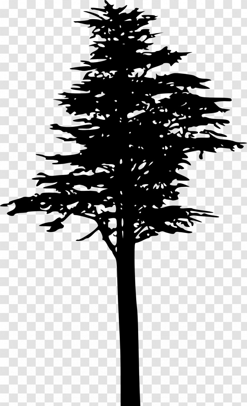 Tree Pinus Contorta Silhouette Branch - Pine - Coconut Transparent PNG