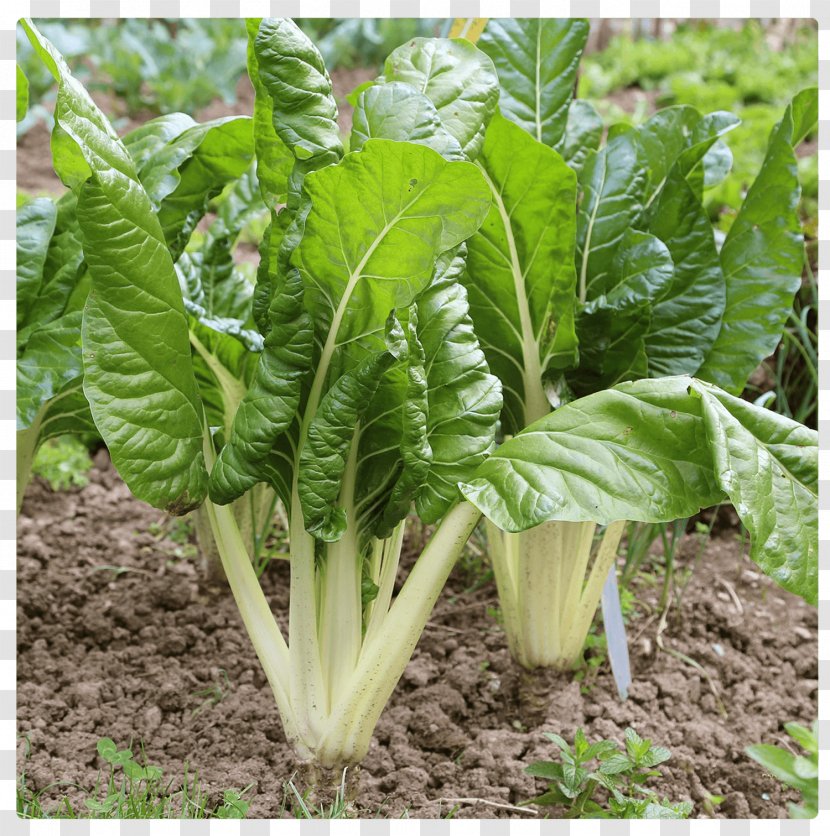 Chard Plant Sowing Common Beet Vegetable - Herbaceous - Jalapeno Transparent PNG