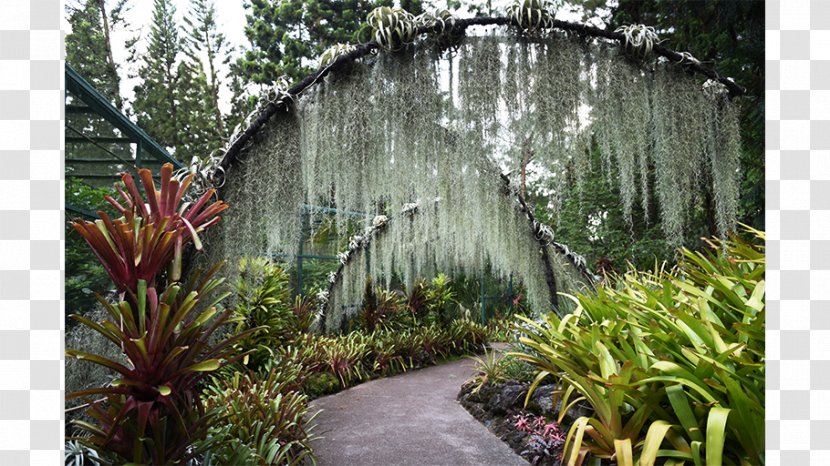 Botanical Garden Water Feature Walkway Tree - Lawn - Botanic Transparent PNG