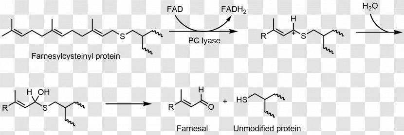 Flavin Adenine Dinucleotide Hemithioacetal Group Redox Biology - Cartoon - Mechanism Transparent PNG