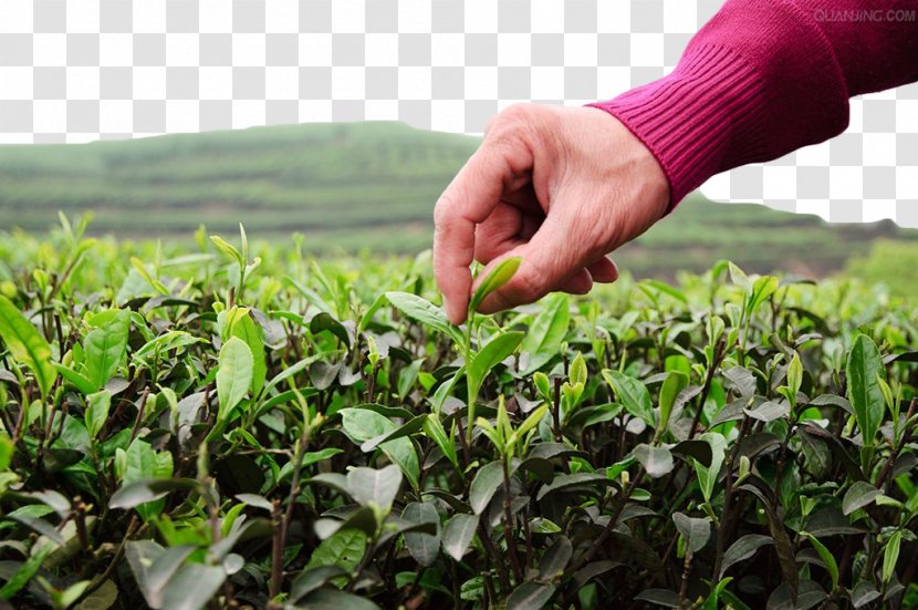 Green Tea Garden - Field Transparent PNG