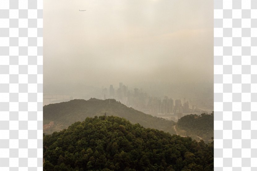 Nanshan District, Shenzhen ChinaFile Chongqing Tree Cityscape - Road - Urban Farm Transparent PNG