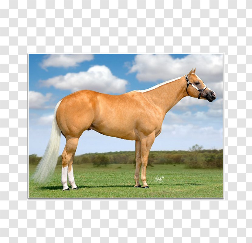 Stallion American Quarter Horse Association Foal Colt - Rein Transparent PNG