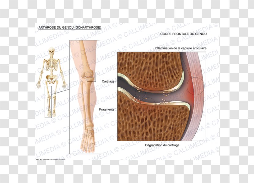 Shoulder Fibular Collateral Ligament Knee - Design Transparent PNG