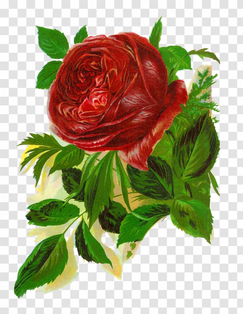 Bokmärke Rosa 'American Beauty' Clip Art - Garden Roses - Flower Transparent PNG