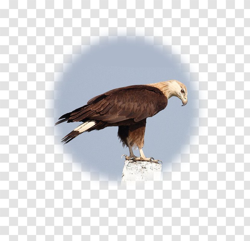 Bald Eagle Accipitridae Hawk Vulture Falconiformes - Beak Transparent PNG