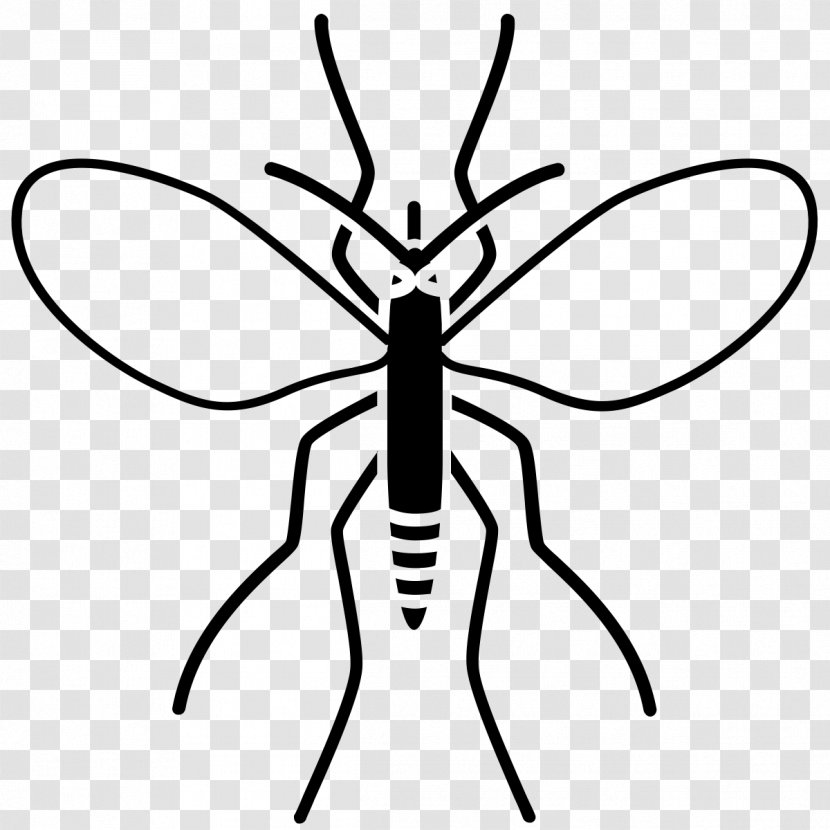 Insect Drawing Charcoal Line Art - Wing - Mosquito Transparent PNG