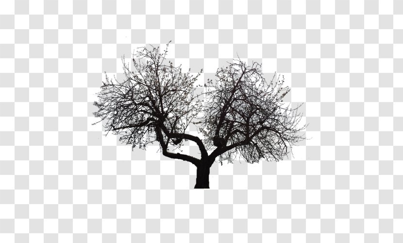 Tree Twig - Depression Bifurcation Transparent PNG