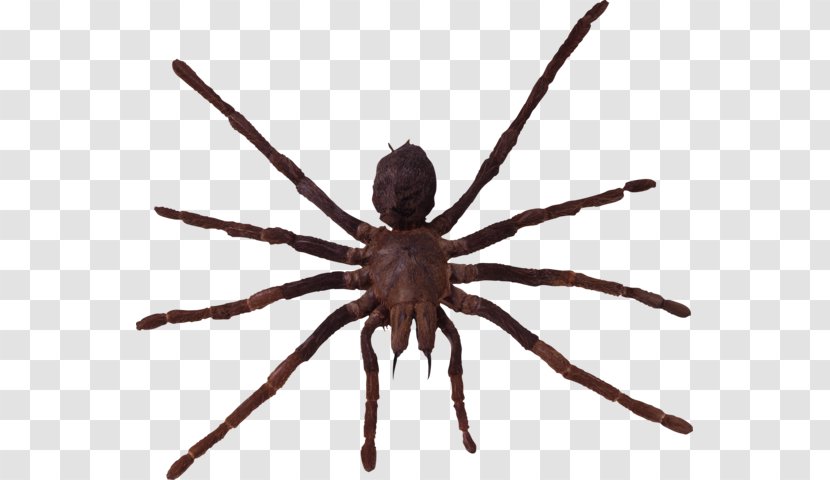 Wolf Spider Arthropod Lycosa Tarantula - Pest Transparent PNG