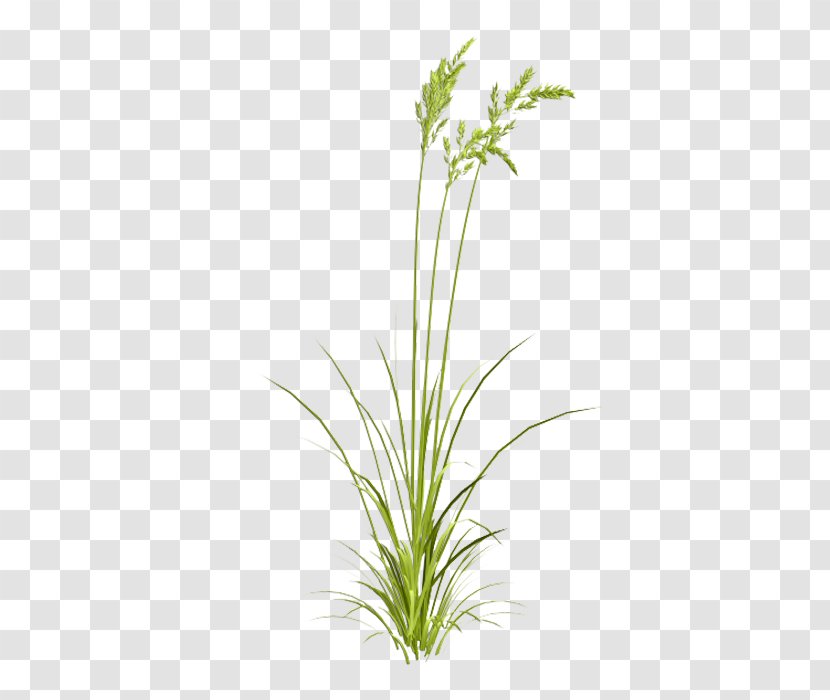 Grasses Watercolor Painting - Plant - Grass Transparent PNG