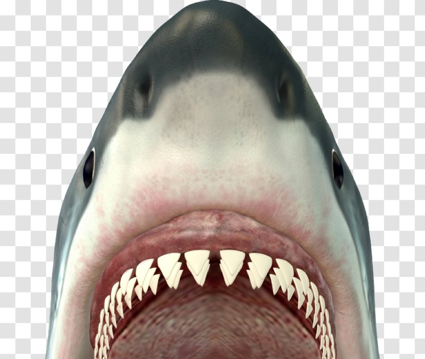 Stock Photography Grammar - Great White Shark - Jaws Transparent PNG