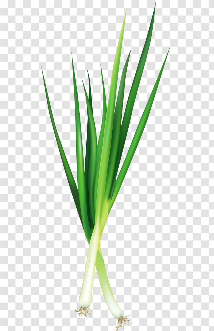 Welsh Onion Vegetable Food Garlic - Amaryllis Family Transparent PNG