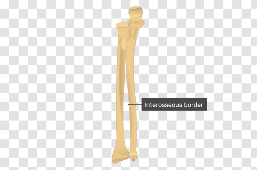 Tuberosity Of The Ulna Radius Radial Ulnar Styloid Process - Shoulder - Head Transparent PNG