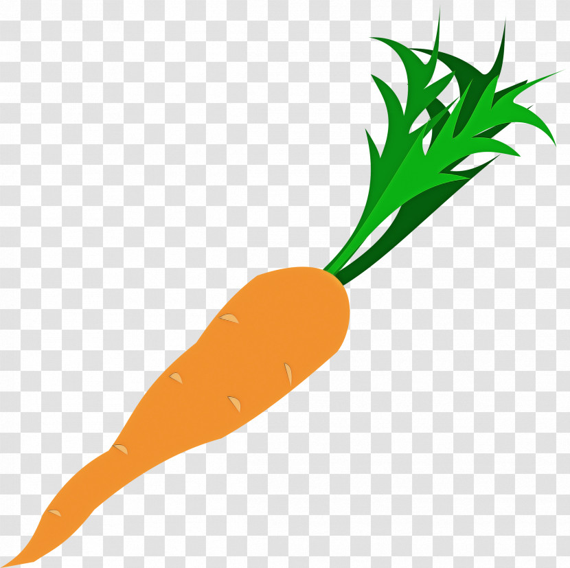 Carrot Root Vegetable Vegetable Radish Baby Carrot Transparent PNG