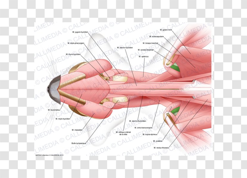 Thumb Muscle Human Anatomy Nerve - Watercolor - Brain Transparent PNG
