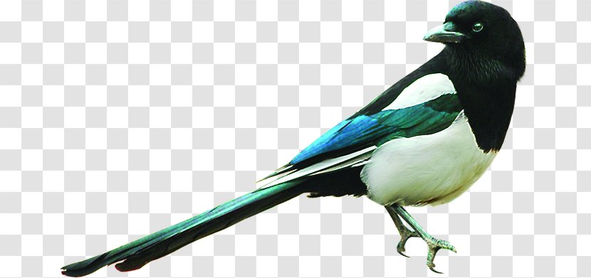 Eurasian Magpie Bird Winter - Creative Birds Animal Transparent PNG
