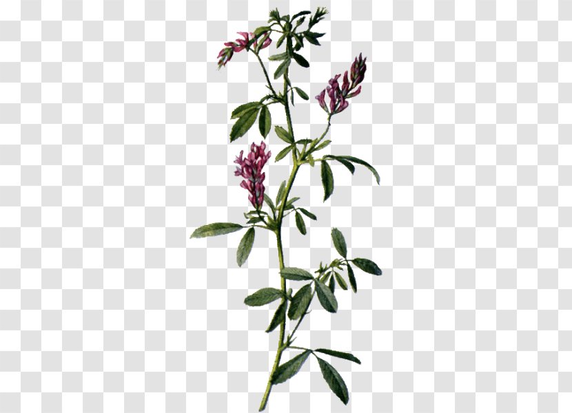 Alfalfa Sativum Medicinal Plants Flower - Twig Transparent PNG