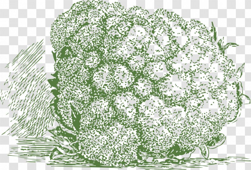 Cauliflower Broccoli Slaw Veggie Burger Cabbage Transparent PNG