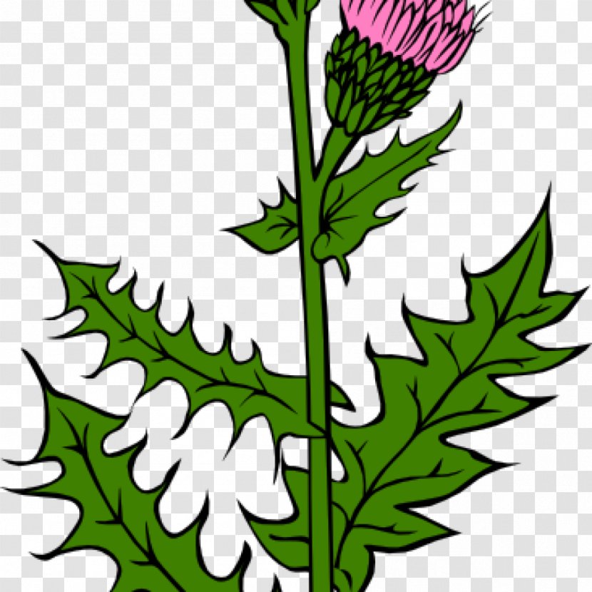 Flag Of Scotland Thistle Clip Art Vector Graphics - Milk - Bud Transparent PNG