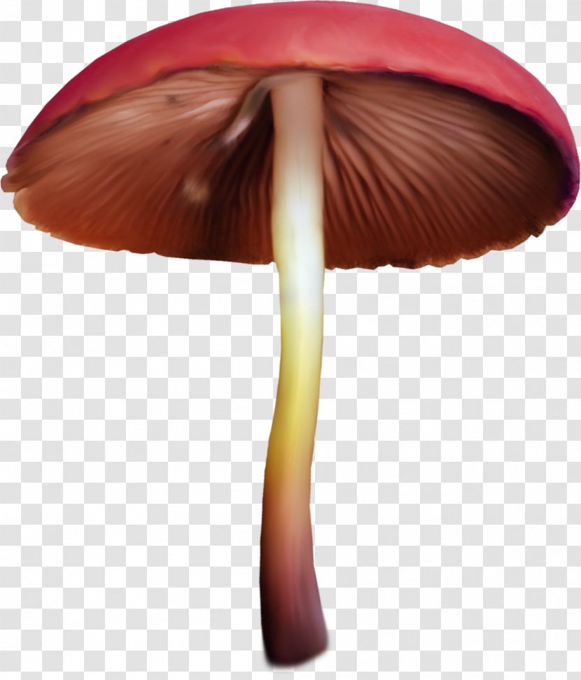 Edible Mushroom Fungus Clip Art Transparent PNG