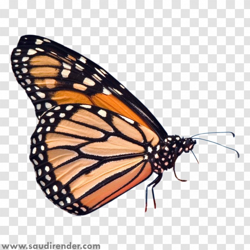 Monarch Butterfly Insect Pieridae Caterpillar - Moths And Butterflies Transparent PNG
