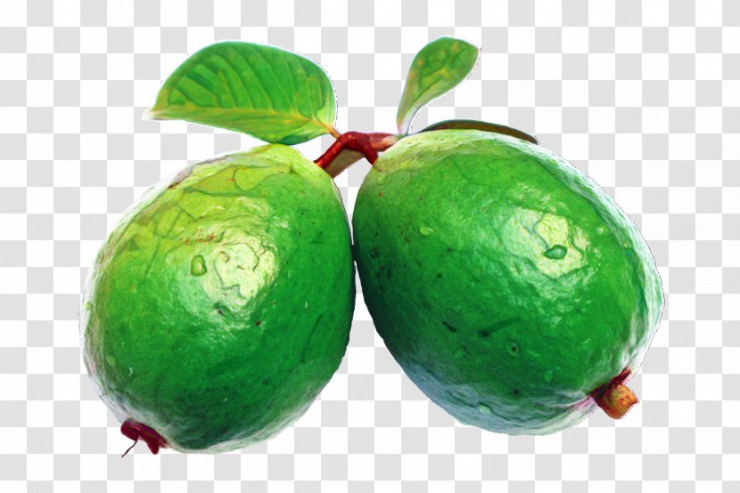 Watermelon Cartoon - Guava Common Transparent PNG