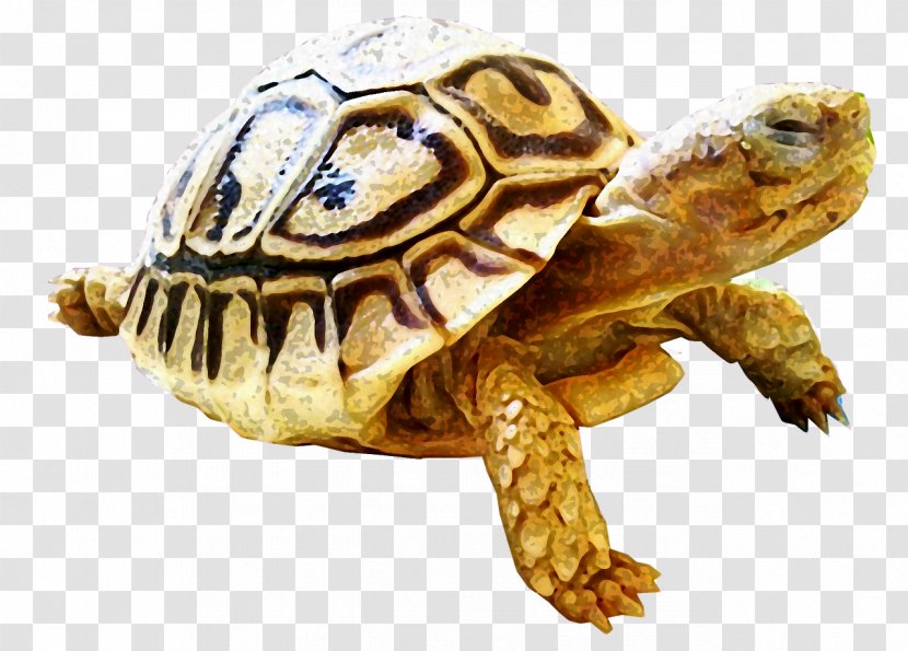 Box Turtles Tortoise Snapping Sea Turtle - Emydidae Transparent PNG