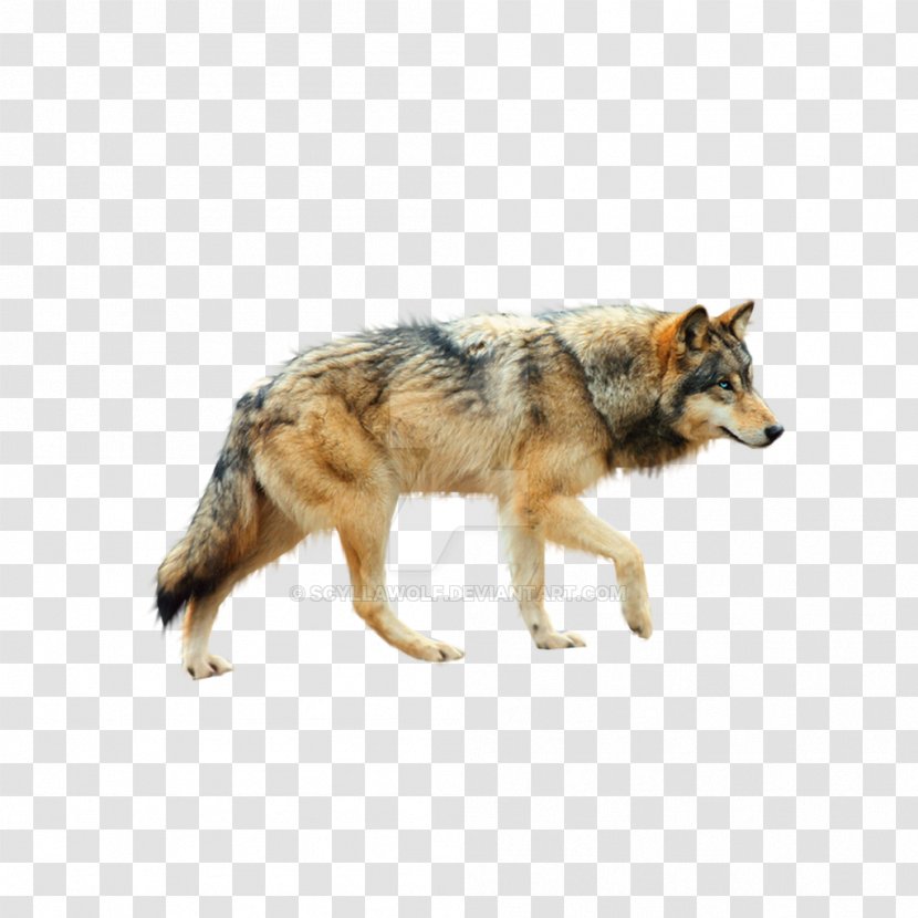 Dog Coyote Mexican Wolf Tundra Red - Aullido Transparent PNG