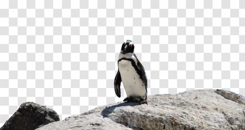 Boulders Beach King Penguin Bird Word Rings - Pixel - Penguins On The Stone Transparent PNG