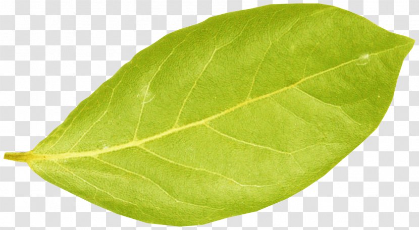 Centerblog Leaf Plant Pathology Spring Transparent PNG