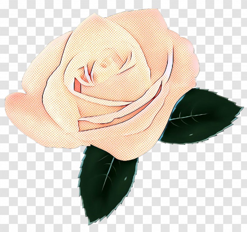 Garden Roses Cabbage Rose Cut Flowers Petal - Beige - Order Transparent PNG