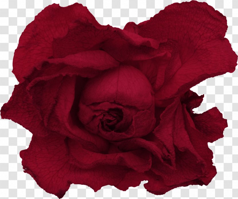 Garden Roses Red Drawing - Beach Rose Transparent PNG