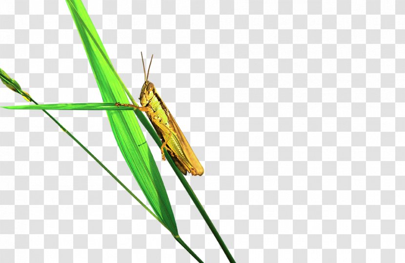 Grasshopper Caelifera - Insect Transparent PNG
