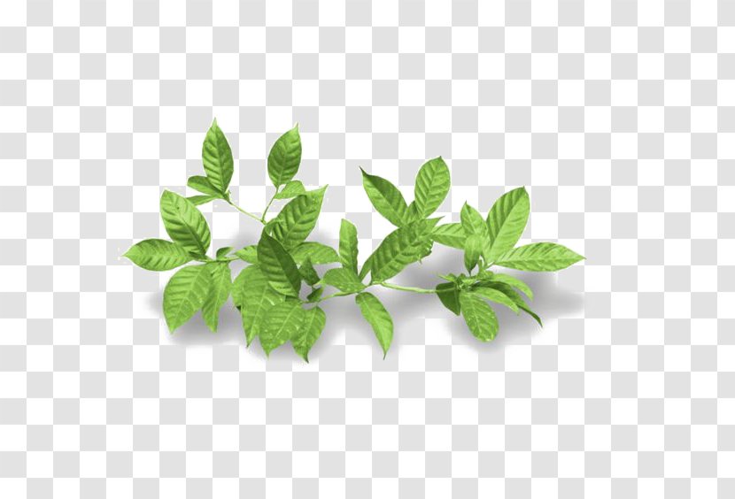 Houseplant Leaf - Arecaceae - Mint Transparent PNG