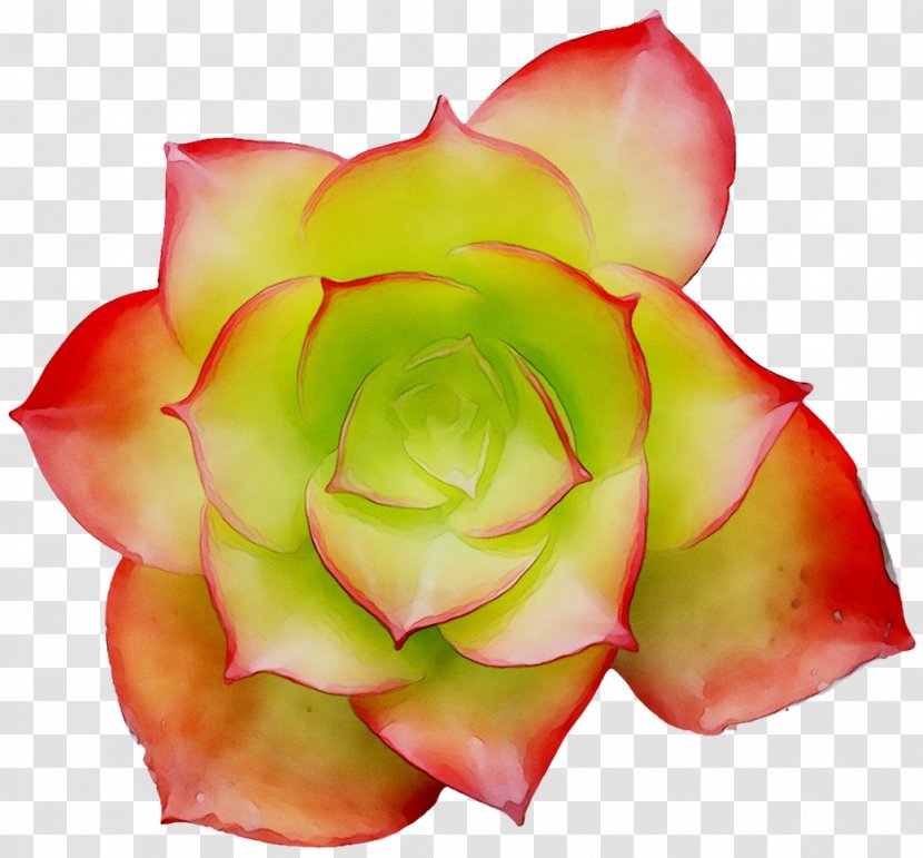 Garden Roses Cut Flowers Petal - Red - Flower Transparent PNG