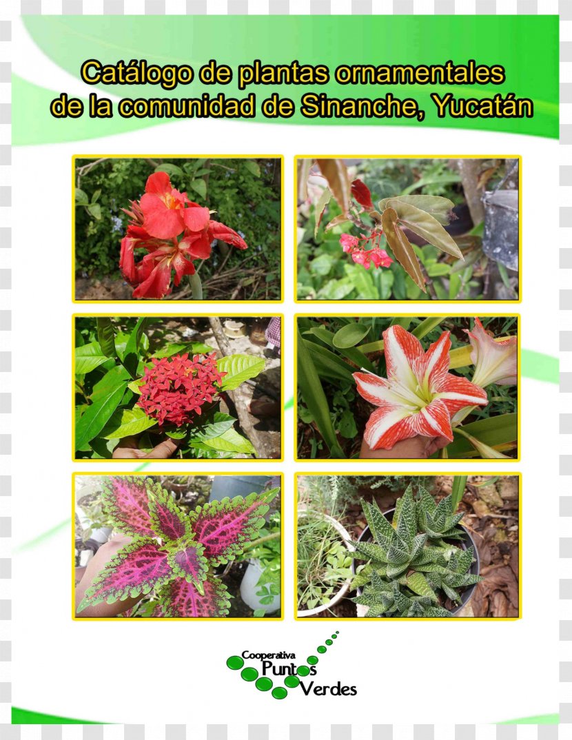 Ornamental Plant Plants Sinanché Nombre Científico Houseplant - Flora Transparent PNG