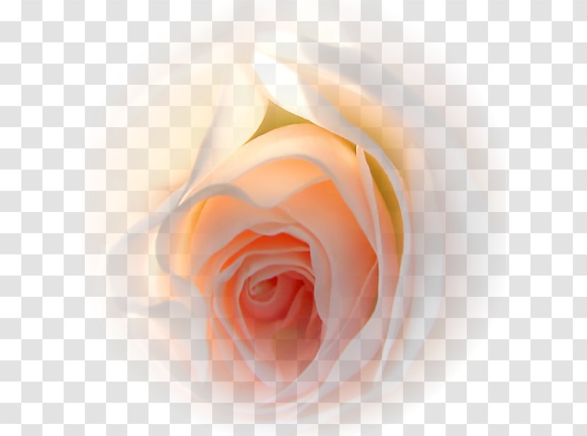 Garden Roses Flower Gift Love - Rose Transparent PNG