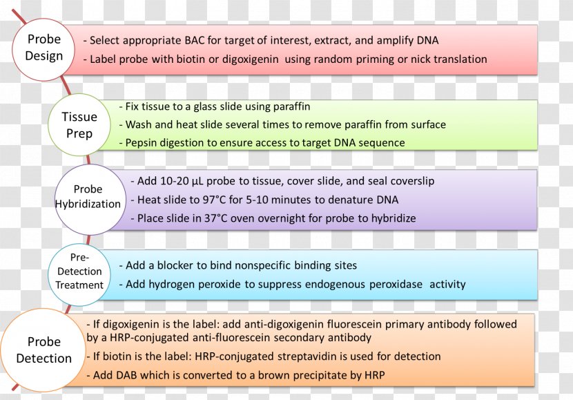 Fluorescence In Situ Hybridization Chromogenic Probe Nucleic Acid Transparent PNG