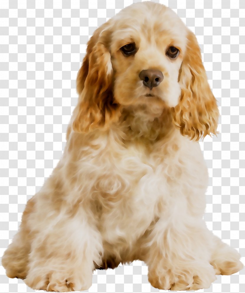 American Cocker Spaniel English Cavalier King Charles Field - Dog Breed Transparent PNG