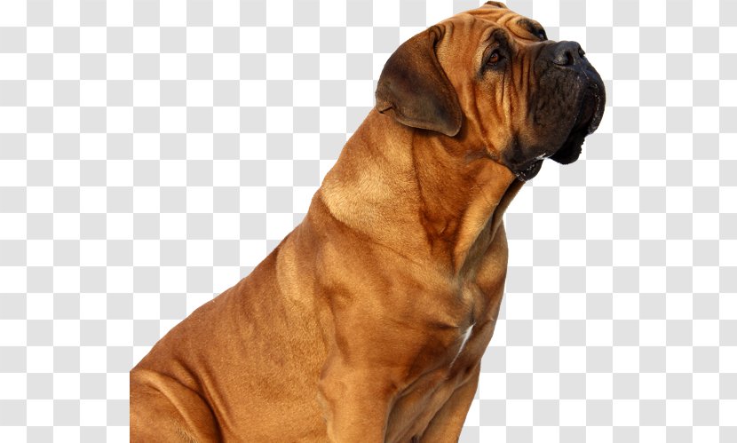 Tosa Bullmastiff Boerboel Fila Brasileiro Dogue De Bordeaux - Golden Dog Transparent PNG
