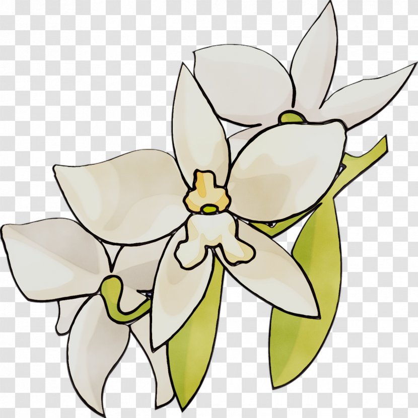 Vector Graphics Clip Art Orchids Free Content - Narcissus - White Transparent PNG
