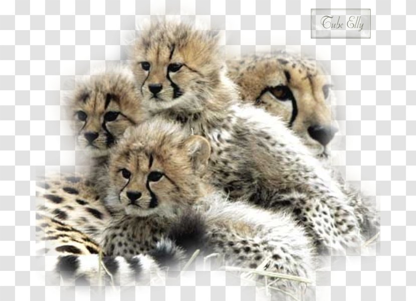 De Wildt Cheetah And Wildlife Centre Cat Leopard - Gfycat - Landscapes Transparent PNG