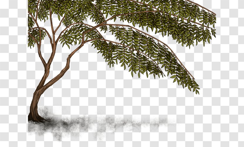 Twig Leaf Vegetation Evergreen - Tree Transparent PNG